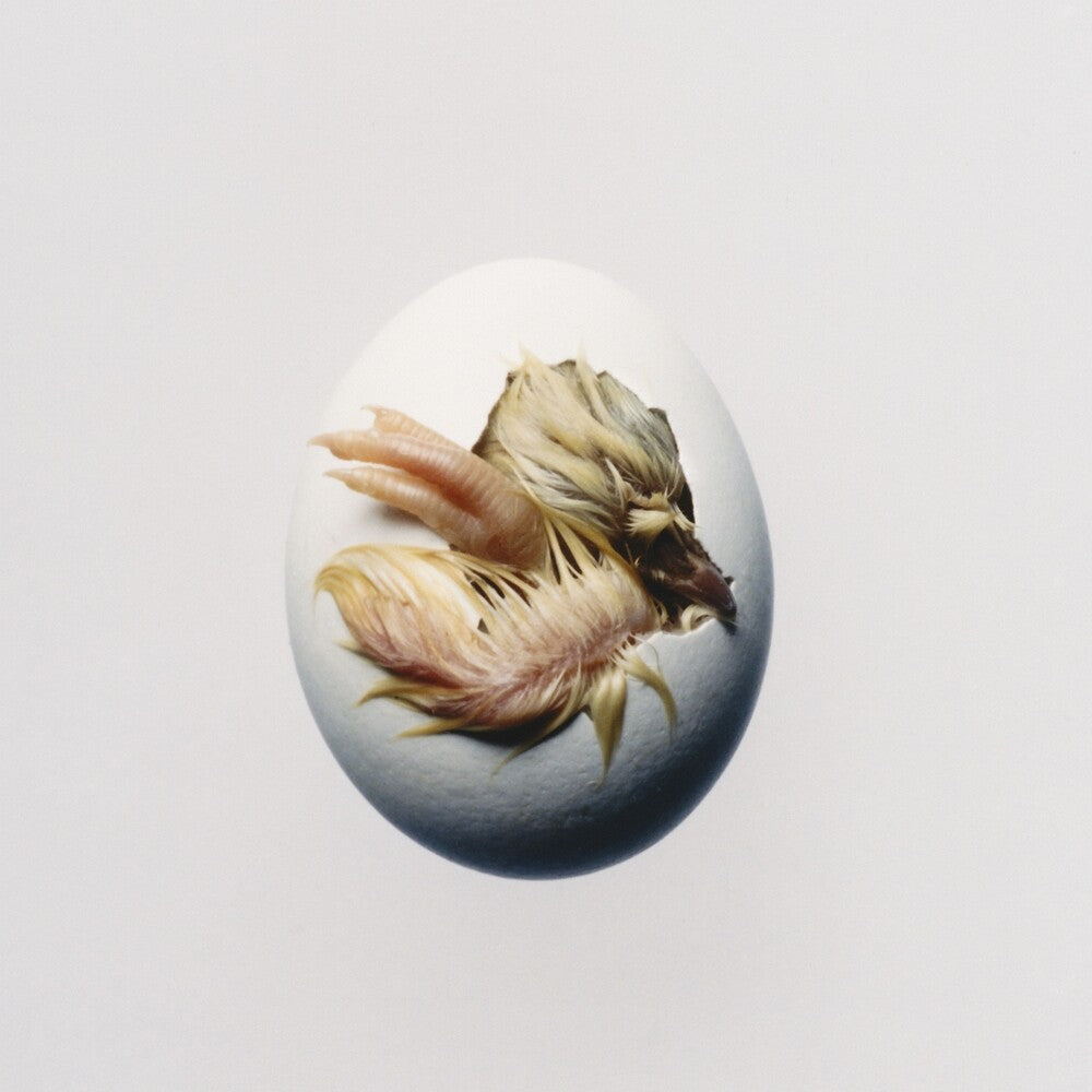 A white oval egg with a realistic baby bird chick printed or embedded on the surface, centered against a plain light gray background.
