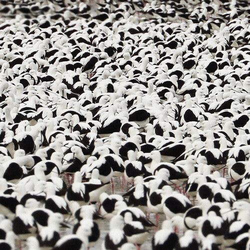 Donnelly, Stella - Flood