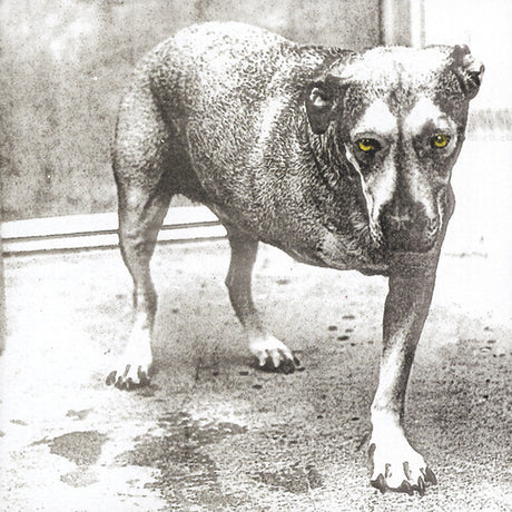 Black and white image of a dog with yellow eyes on a textured floor.