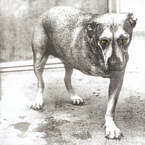 Black and white image of a dog with yellow eyes on a textured floor.
