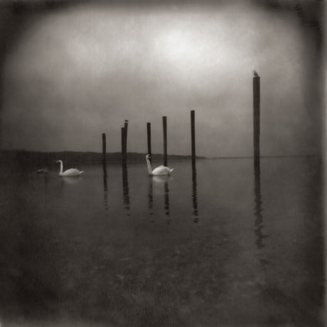 Two swans on a lake with wooden posts in the background under a cloudy sky.
