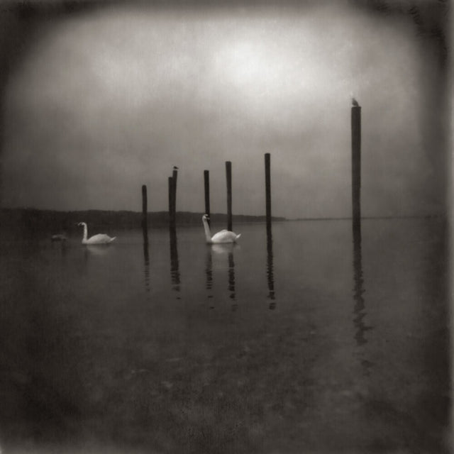 Two swans on a lake with wooden posts in the background under a cloudy sky.